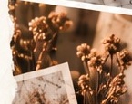 Fleurs séchées